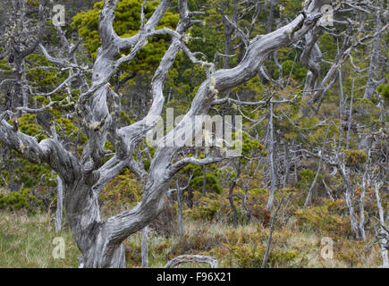 Shore-Kiefer (Pinus Contorta var. Contorta), Bog Trail, Pacific Rim National Park Reserve von Kanada, Vancouver Island, in der Nähe Stockfoto