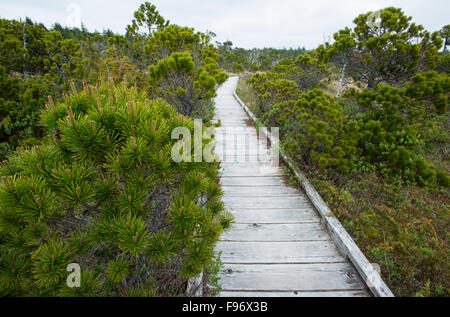 Shore-Kiefer (Pinus Contorta var. Contorta), Bog Trail, Pacific Rim National Park Reserve von Kanada, Vancouver Island, in der Nähe Stockfoto