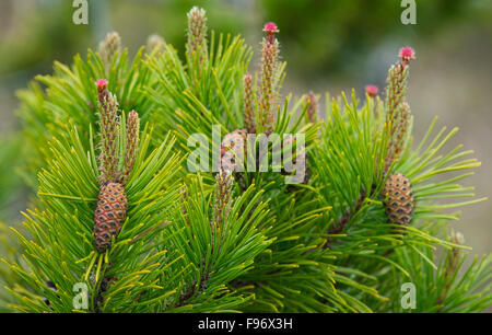 Shore-Kiefer (Pinus Contorta var. Contorta), Bog Trail, Pacific Rim National Park Reserve von Kanada, Vancouver Island, in der Nähe Stockfoto