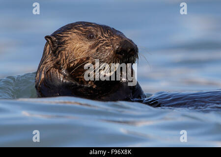 Seeotter (Enhydra Lutris) Offshore-von Seward, Alaska. Stockfoto