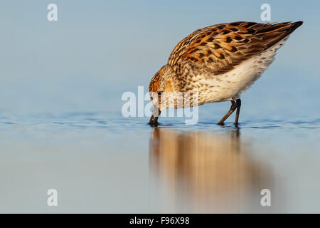 Western Strandläufer (Calidris Mauri) Fütterung entlang eines Flusses in Nome, Alaska. Stockfoto