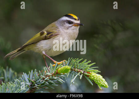 Goldencrowned Goldhähnchen (Regulus Satrapa) thront auf einem Ast in Seward, Alaska. Stockfoto