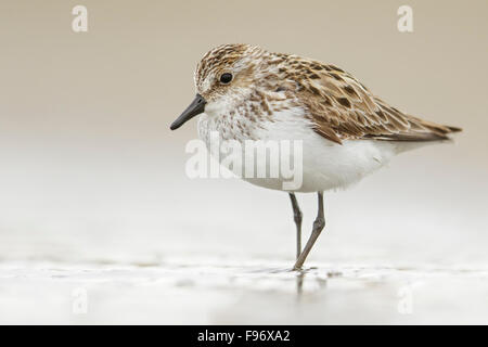 Semipalmated Strandläufer (Calidris Pusilla) Fütterung entlang eines Flusses in Nome, Alaska. Stockfoto