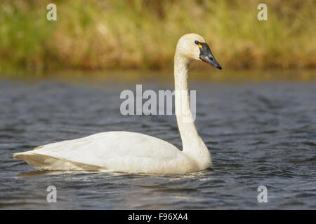 Tundra-Schwan (Cygnus Columbianus) in einem Teich in der Nähe von Nome, Alaska. Stockfoto