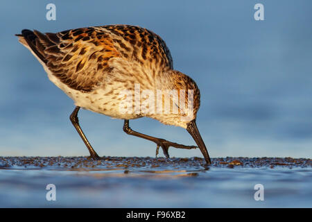 Western Strandläufer (Calidris Mauri) Fütterung entlang eines Flusses in Nome, Alaska. Stockfoto