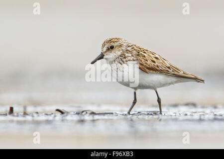 Semipalmated Strandläufer (Calidris Pusilla) Fütterung entlang eines Flusses in Nome, Alaska. Stockfoto