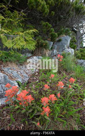 Indian Paintbrush (Castilleja SP.), Clayoquot Island beibehalten oder Stubbs Island, in der Nähe von Tofino, Britisch-Kolumbien, Kanada Stockfoto