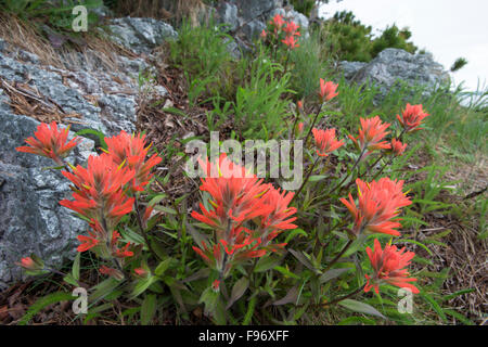 Indian Paintbrush (Castilleja SP.), Clayoquot Island beibehalten oder Stubbs Island, in der Nähe von Tofino, Britisch-Kolumbien, Kanada Stockfoto