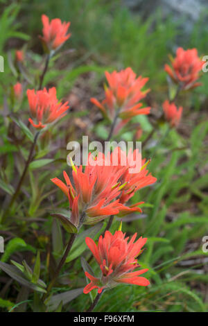 Indian Paintbrush (Castilleja SP.), Clayoquot Island beibehalten oder Stubbs Island, in der Nähe von Tofino, Britisch-Kolumbien, Kanada Stockfoto