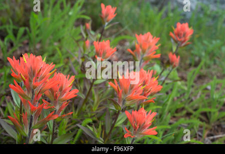 Indian Paintbrush (Castilleja SP.), Clayoquot Island beibehalten oder Stubbs Island, in der Nähe von Tofino, Britisch-Kolumbien, Kanada Stockfoto