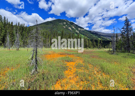 Ocker gefärbt Farbtöpfe, Kootenay National Park, Britisch-Kolumbien, Kanada. Stockfoto