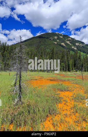 Ocker gefärbt Farbtöpfe, Kootenay National Park, Britisch-Kolumbien, Kanada. Stockfoto