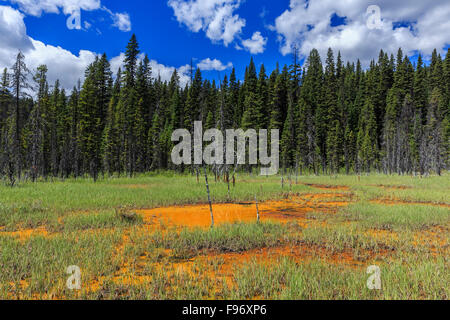 Ocker gefärbt Farbtöpfe, Kootenay National Park, Britisch-Kolumbien, Kanada. Stockfoto