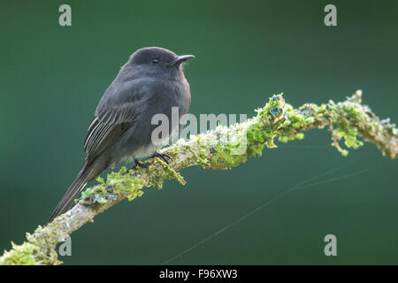 Schwarz Phoebe (Sayornis Nigricans) thront auf einem Ast in Costa Rica. Stockfoto