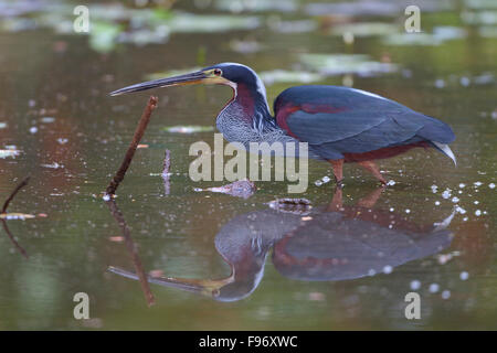 Agami Heron (Agamia Agami) Fütterung in einer Lagune in Costa Rica. Stockfoto