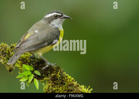 Bananaquit (Coereba Flaveola) thront auf einem Ast in Costa Rica. Stockfoto