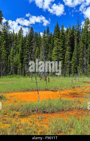 Ocker gefärbt Farbtöpfe, Kootenay National Park, Britisch-Kolumbien, Kanada. Stockfoto