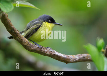 Gemeinsamen Tody Flycatcher (Todirostrum Nigriceps) thront auf einem Ast in Costa Rica, Zentralamerika. Stockfoto