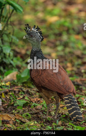 Großes Curassow (Crax Rubra) thront vor Ort in Costa Rica. Stockfoto