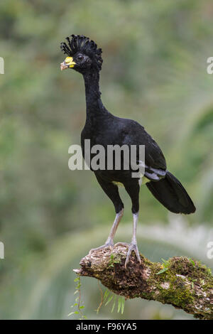 Großes Curassow (Crax Rubra) thront auf einem Ast in Costa Rica. Stockfoto