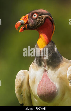 König Geier (Sarcoramphus Papa) thront vor Ort in Costa Rica. Stockfoto