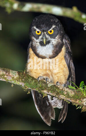 Spectacled Eulen (Pulsatrix Perspicillata) thront auf einem Ast in Costa Rica. Stockfoto