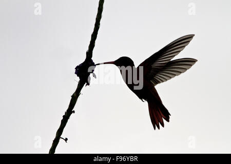 Zimt Kolibri (Amazilia Rutila) fliegen und ernähren sich von einer Blume in Costa Rica. Stockfoto