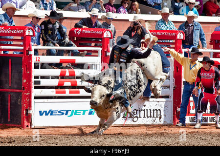 Rodeo, 2015 Calgary Stampede, Calgary, Alberta, Kanada. Stockfoto