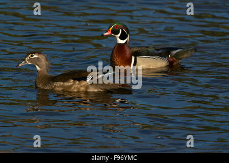 Männliche und weibliche Brautente oder Carolina am Teich, (Aix Sponsa), Frühjahr, Brutzeit, Ente Quetico Provincial Park, ON, Stockfoto