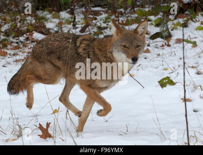 Kojote (Canis Latrans), Superior National Forest, MN, USA Stockfoto