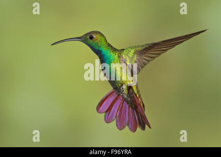 Greenbreasted Mango (Anthracothorax Prevostii) fliegen und Fütterung eine Blume in Costa Rica. Stockfoto