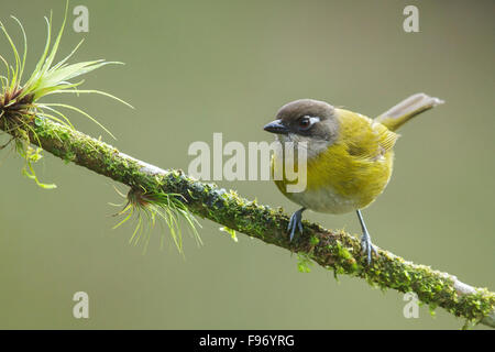 Gemeinsame BushTanager (Chlorospingus Ophthalmicus) thront auf einem Ast in Costa Rica. Stockfoto