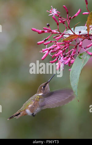 Vulkan Kolibri (Selasphorus Flammula) fliegen und ernähren sich von einer Blume in Costa Rica. Stockfoto