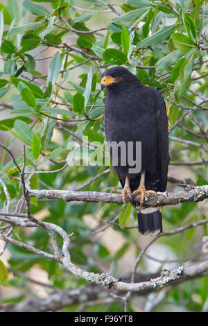 Mangrove Black Hawk (Buteogallus Anthracinus Subtilis) thront auf einem Ast in Costa Rica, Zentralamerika. Stockfoto