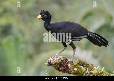 Großes Curassow (Crax Rubra) thront auf einem Ast in Costa Rica. Stockfoto