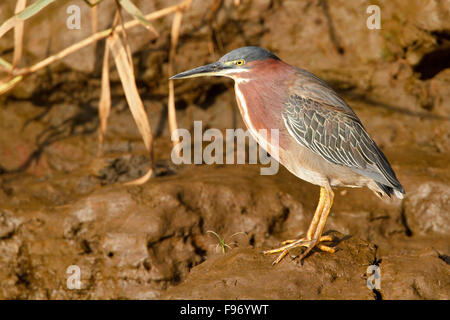 Grün Heron (S. Butorides Virescens) in einem Feuchtgebiet in Costa Rica. Stockfoto