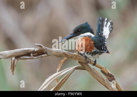 Grün-Eisvogel (Chloroceryle Americana) thront auf einem Ast in Costa Rica, Zentralamerika. Stockfoto