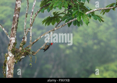 Lineated Specht (Dryocopus Lineatus) thront auf einem Ast in Costa Rica. Stockfoto