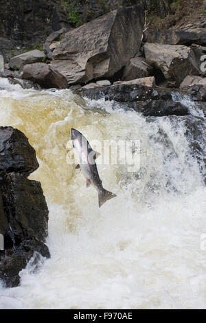 Atlantischen Lachs, Salmo salar, Migration, Quebec, Kanada Stockfoto