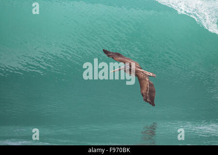 Brauner Pelikan, Pelecanus Occidentalis, Flug über das Meer, die Halbinsel Osa, Costa Rica Stockfoto