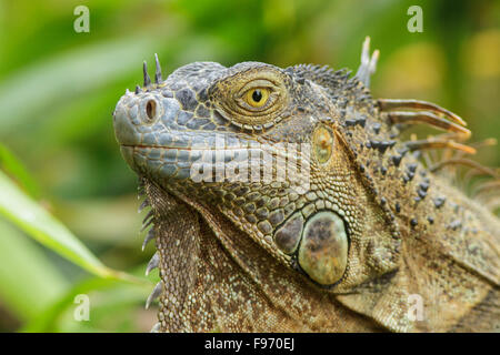 Grüner Leguan thront auf einem Ast in Costa Rica. Stockfoto