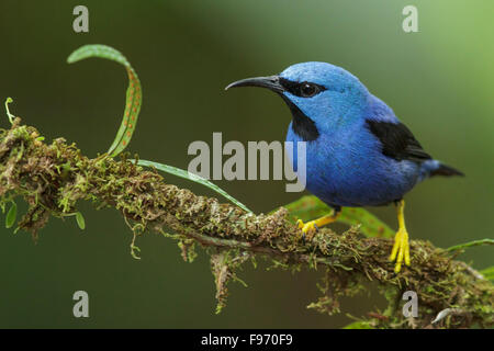 Glänzende Kleidervogel (Cyanerpes Lucidus) thront auf einem Ast in Costa Rica. Stockfoto