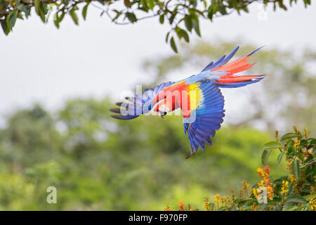 Hellroten Aras (Ara Macao) fliegen von einem Baum in Costa Rica. Stockfoto