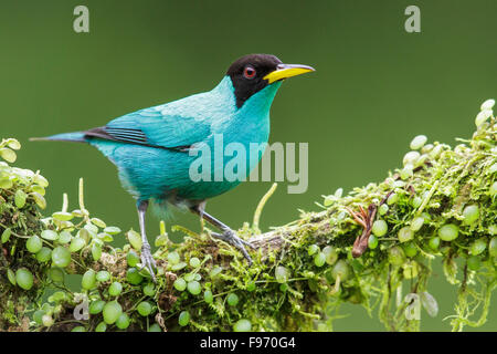 Grüne Kleidervogel (Chlorophanes Spiza) thront auf einem Ast in Costa Rica. Stockfoto