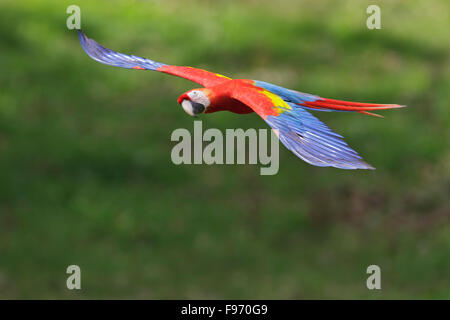 Hellroten Aras (Ara Macao) fliegen in Costa Rica, Zentralamerika. Stockfoto