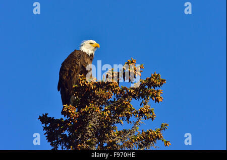 Ein horizontales Bild eine wilde Reife Weißkopfseeadler Haliaeetus Leucocephalus thront auf der Spitze eines Fichte im Jasper National Park, Stockfoto