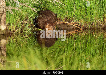 Ein Erwachsener Biber "Castor Canadenis', Enteres das Wasser von seinem Teich an der Biber-Promenade in Hinton Alberta, Kanada. Stockfoto