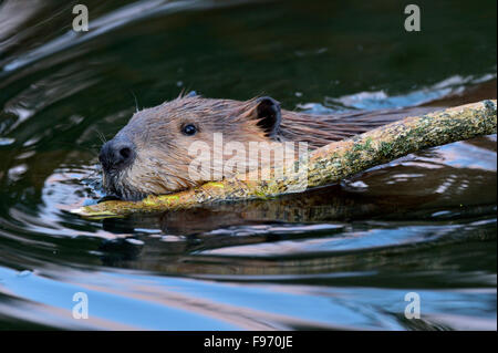 Ein wilder Biber "Castor-Canadenis", zieht einen kleinen Baum durch Maxwell Seewasser in Hinton, Alberta, Kanada Stockfoto