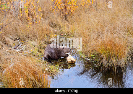 Ein wilder Biber "Castor-Canadenis", blickte aus dem Baum, den er in einem abgelegenen Gebiet mit hohen Herbst gefüttert hat Stockfoto