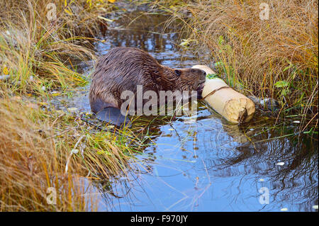 Ein wilder Biber "Castor Canadenis', Fütterung auf ein Stück Espenbaum an der Biber Promenade in Hinton Alberta Kanada Stockfoto